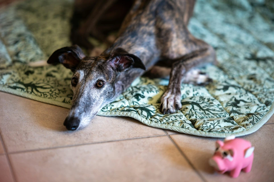 A brindle greyhound rests on a patterned blanket.