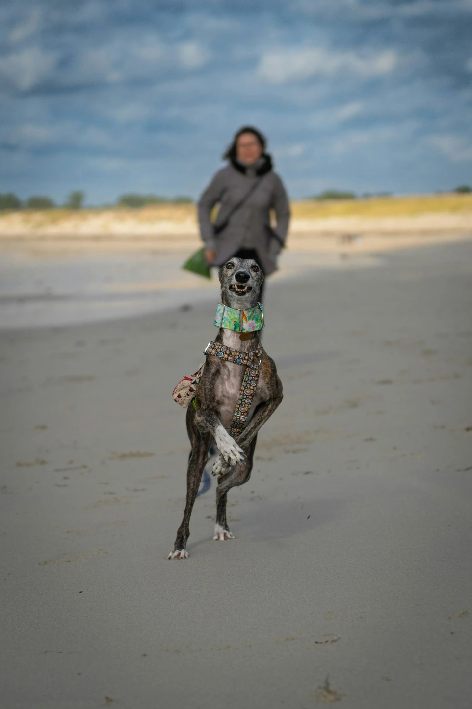A dog standing on its hind legs on a beach