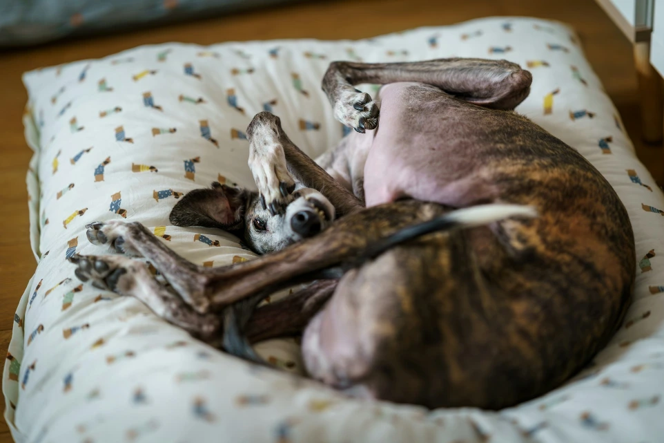 A brindle whippet dog curled up sleeping on a pillow.