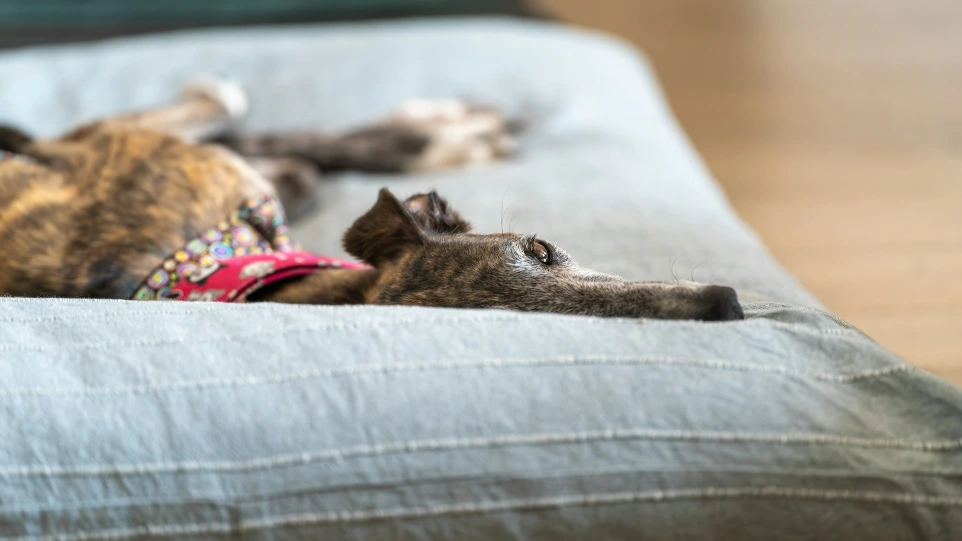 A brindle dog is resting comfortably on a pillow.