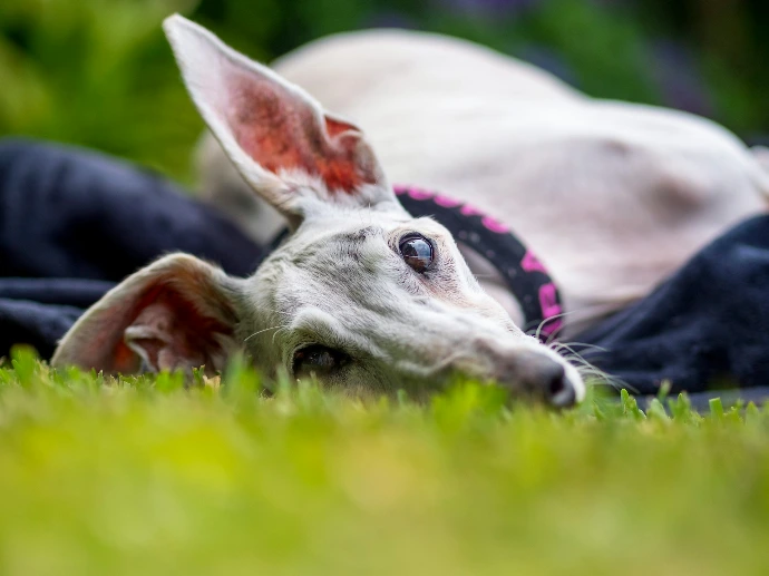 A greyhound dog relaxes on the grass.