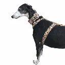 1000010258.webp