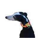 1000013853.webp