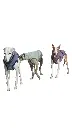 1000016706.webp