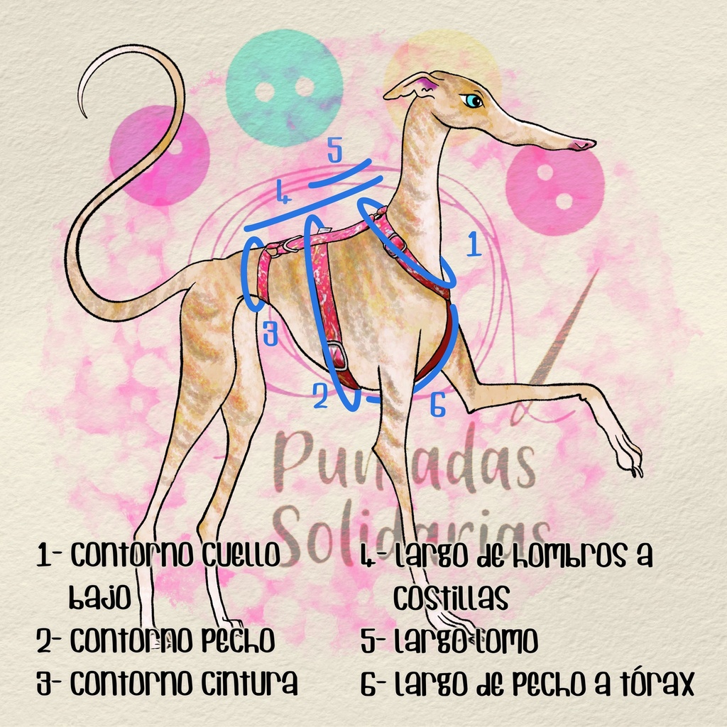 Arnes 3 puntos Colors 