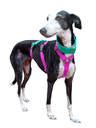 Collar martingale colors verde/ ciclamen 