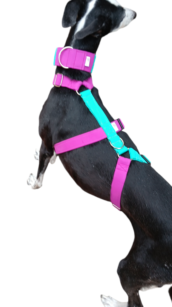 Arnes 3 puntos  Colors