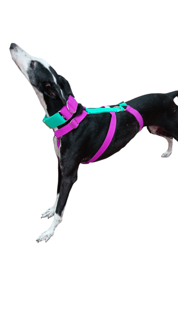 Arnes 3 puntos  Colors