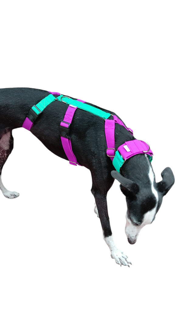 Arnes 3 puntos  Colors