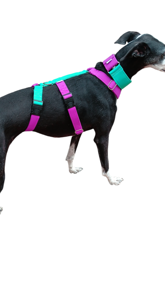 Arnes 3 puntos  Colors