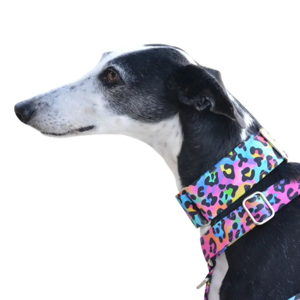 Collar Martingale animal prin multicolor 