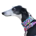 Collar Martingale animal prin multicolor 