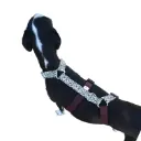 Arnes animal prin/marrón 