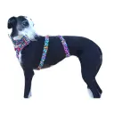 Arnés de 3 puntos animal prin multicolor 