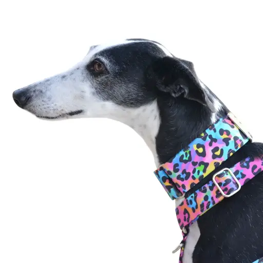 Collar Martingale animal prin multicolor 